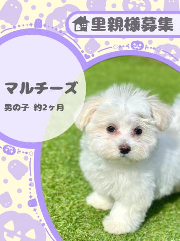 マルチーズ