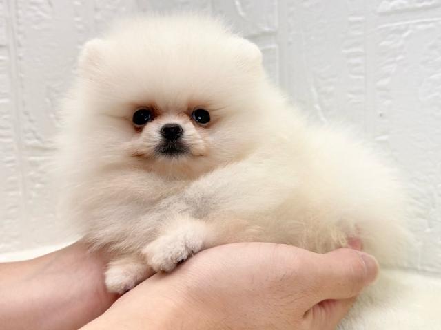 ポメラニアンの写真5