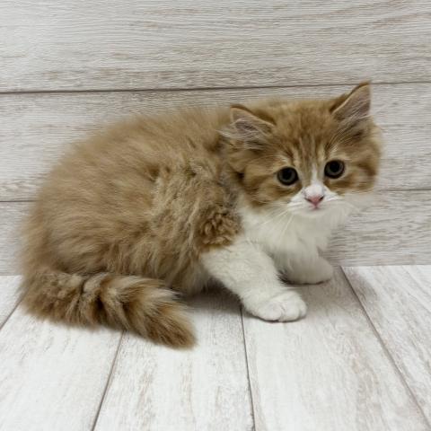 サイベリアンの写真4