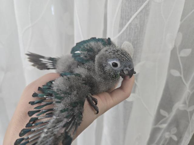 ウロコインコの写真2