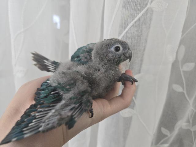 ウロコインコ