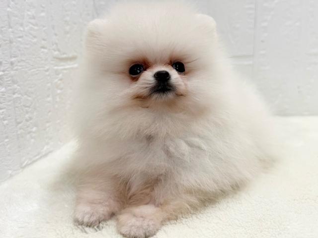 ポメラニアンの写真3