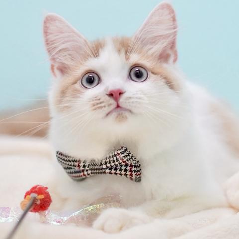 サイベリアンの写真6