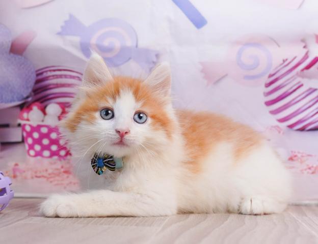 ノルウェージャンフォレストキャットの写真3