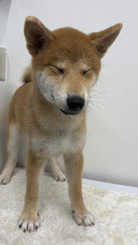 柴犬の写真4