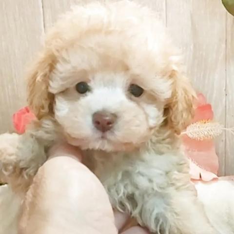 ティーカッププードルの写真2