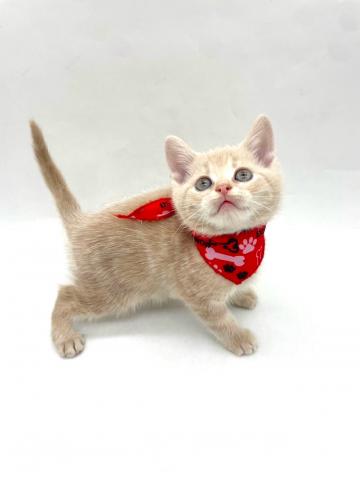 アメリカンショートヘアーの写真2