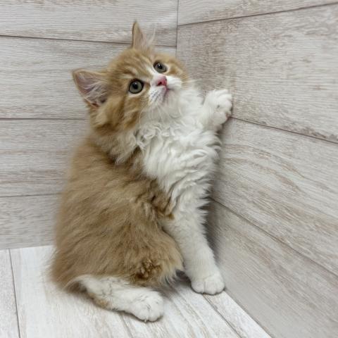 サイベリアンの写真3