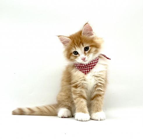 ノルウェージャンフォレストキャットの写真4