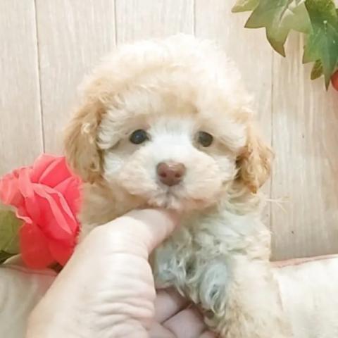 ティーカッププードルの写真4