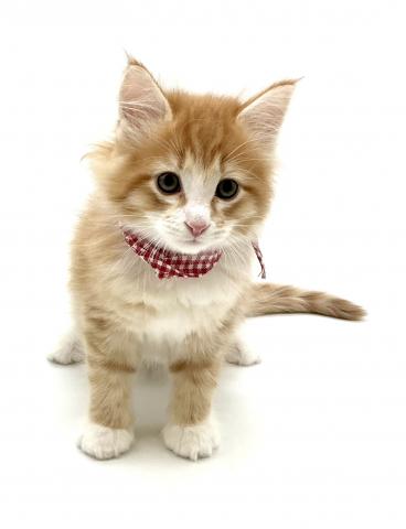 ノルウェージャンフォレストキャットの写真5
