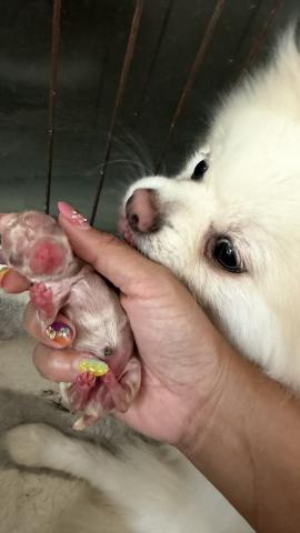 ポメラニアンの写真3
