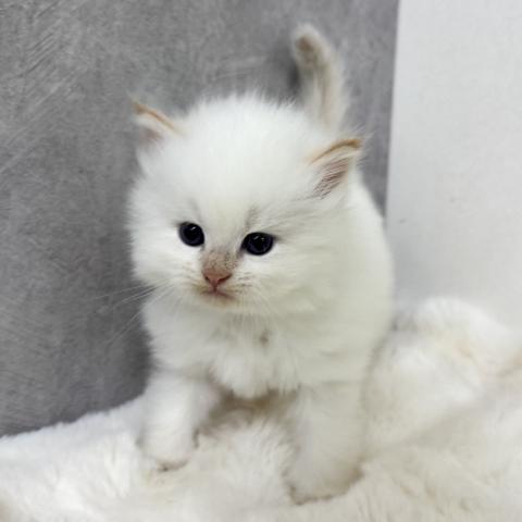 サイベリアンの写真2