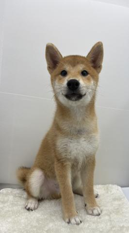 柴犬の写真3