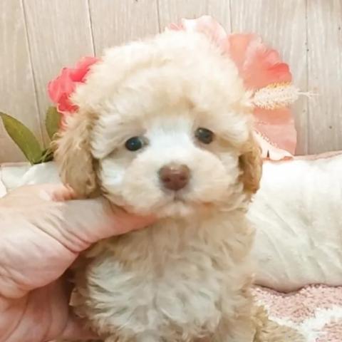 ティーカッププードルの写真3