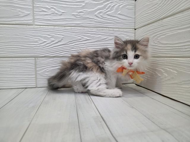 ノルウェージャンフォレストキャットの写真3