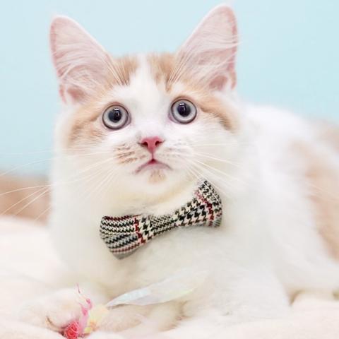 サイベリアンの写真5
