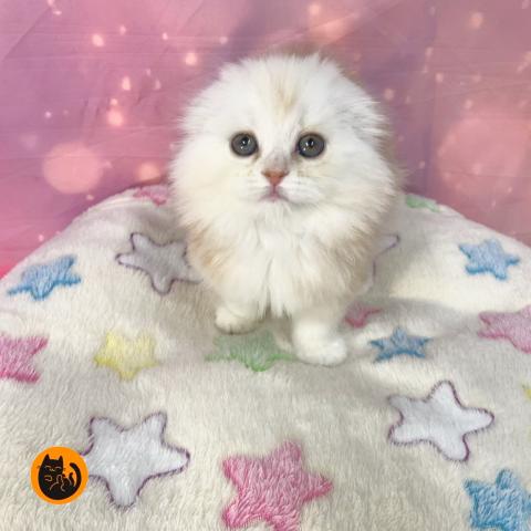 スコティッシュフォールド