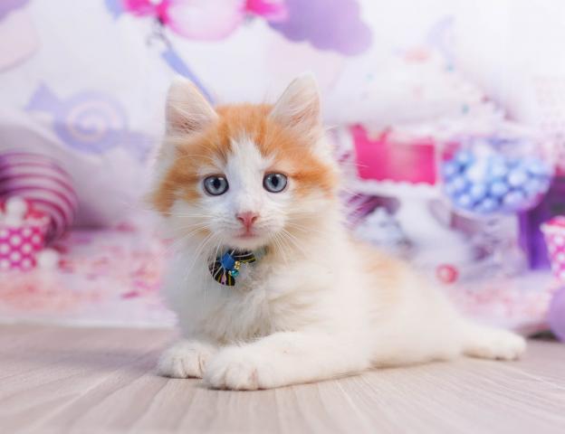 ノルウェージャンフォレストキャットの写真5
