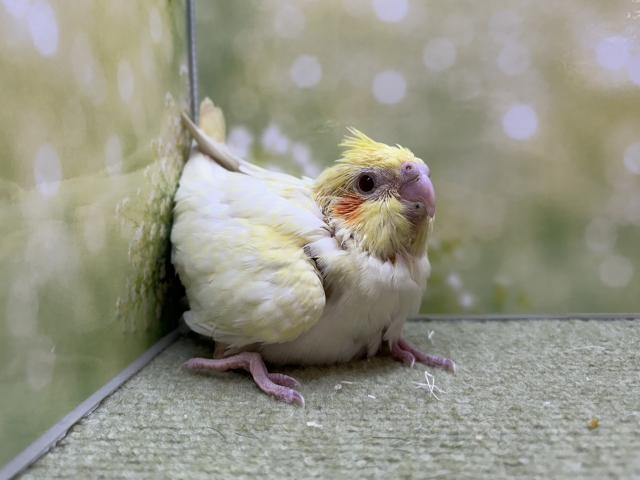オカメインコ