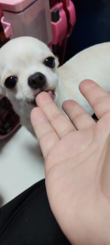 チワワ（スムースコート）の写真4