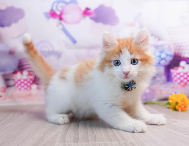 ノルウェージャンフォレストキャットの写真6