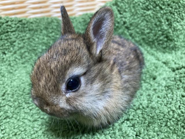 ネザーランドドワーフ