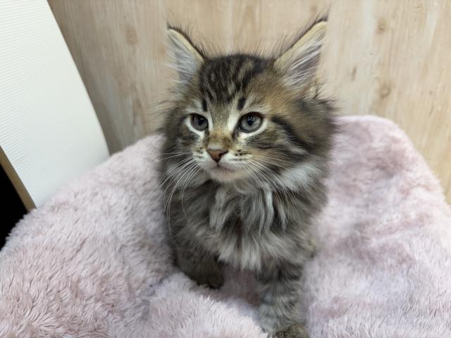 メインクーン