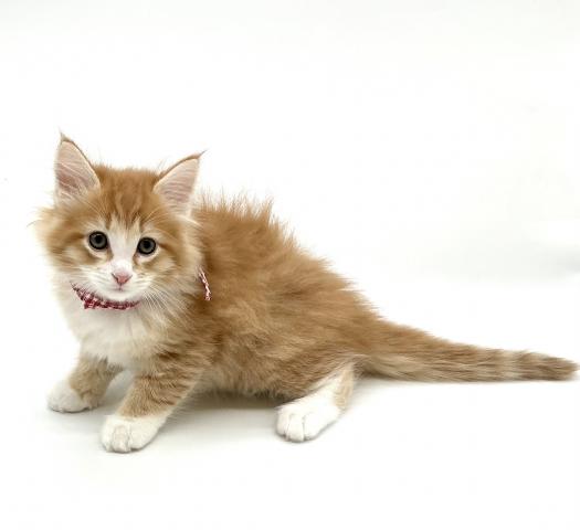 ノルウェージャンフォレストキャットの写真2