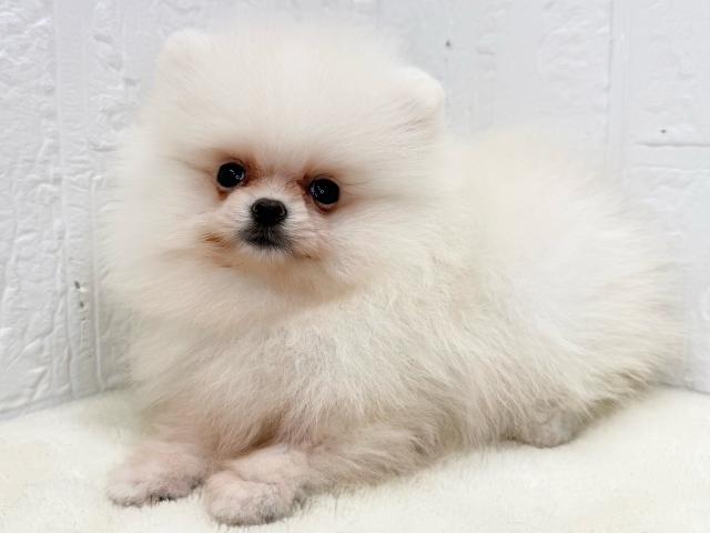 ポメラニアンの写真4
