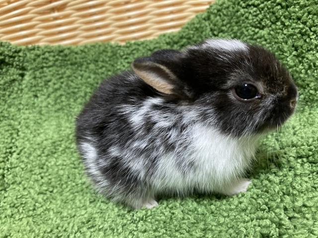 ネザーランドドワーフ