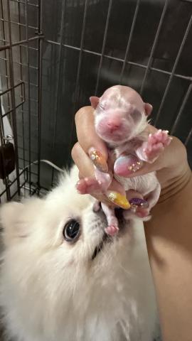 ポメラニアンの写真4