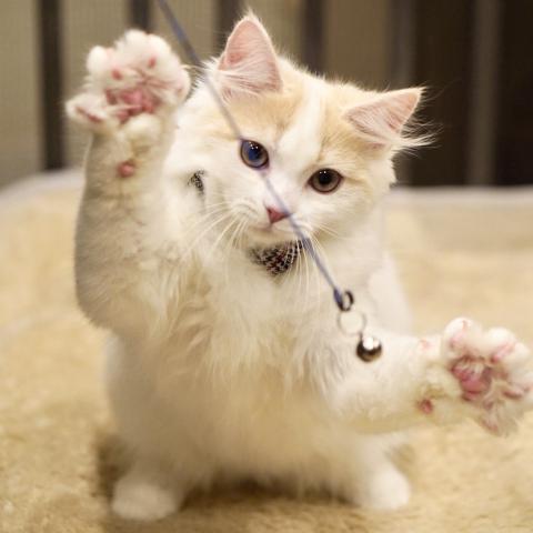サイベリアンの写真4