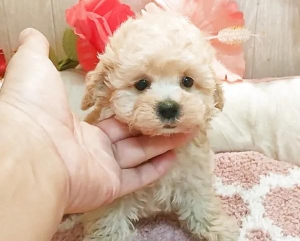 ティーカッププードルの写真6
