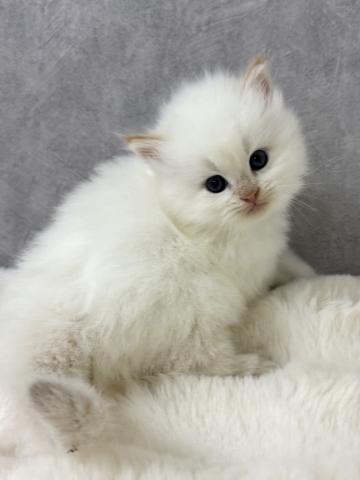 サイベリアンの写真3