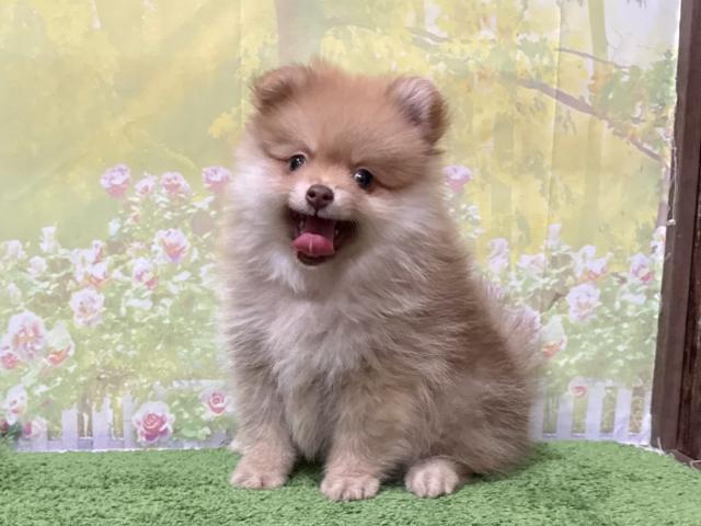 ポメラニアン