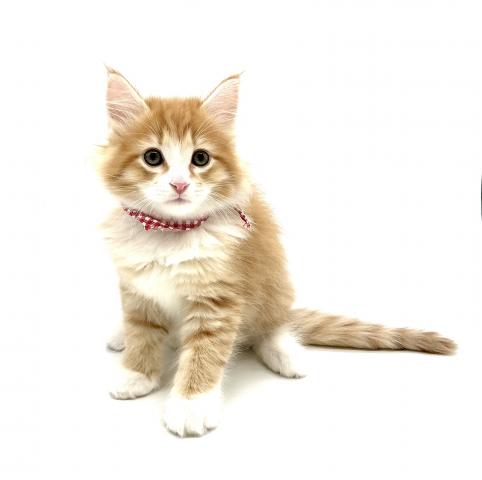 ノルウェージャンフォレストキャット