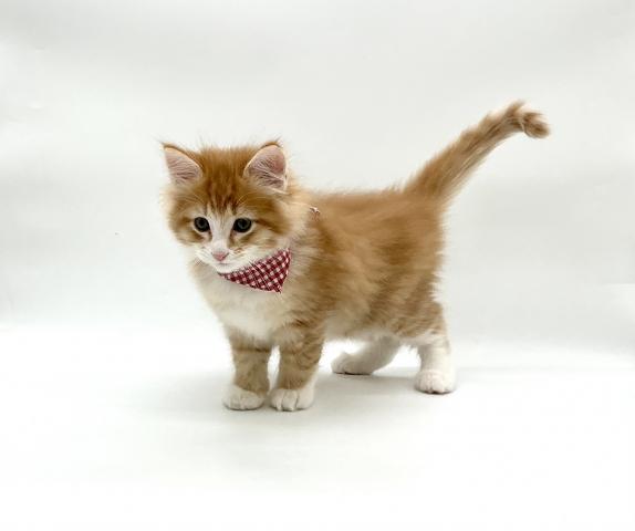 ノルウェージャンフォレストキャットの写真3