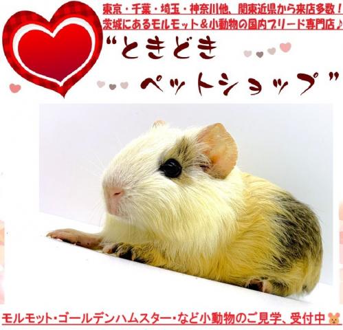 イングリッシュモルモット