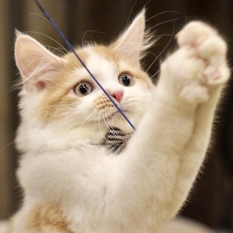 サイベリアンの写真3