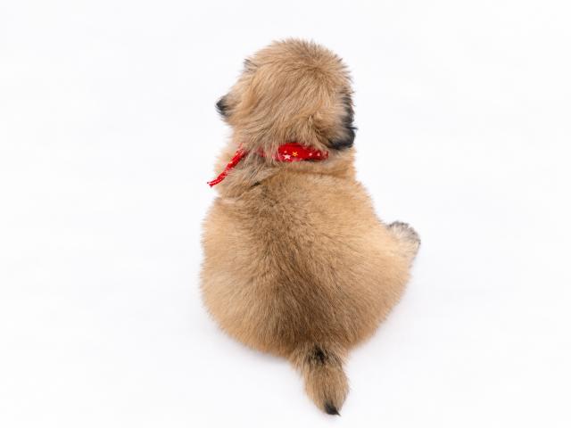 ペキニーズの写真6