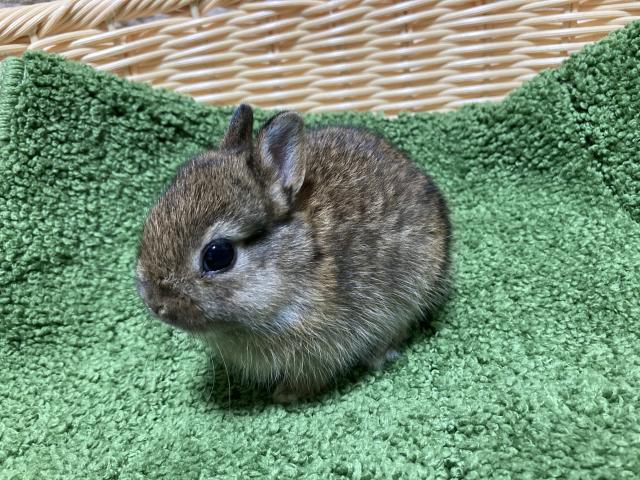 ネザーランドドワーフ
