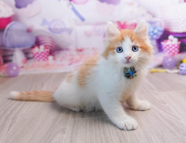 ノルウェージャンフォレストキャットの写真2