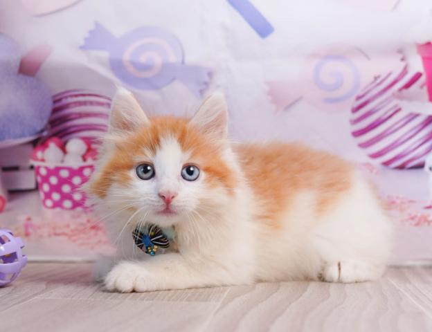 ノルウェージャンフォレストキャットの写真4