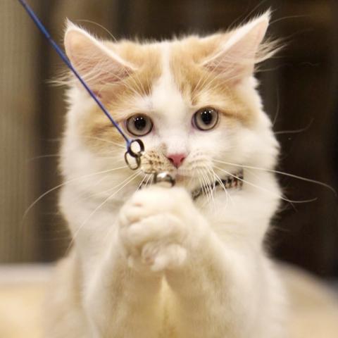 サイベリアンの写真4