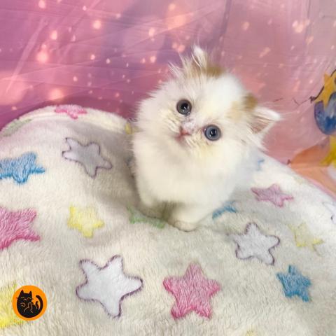 スコティッシュフォールド