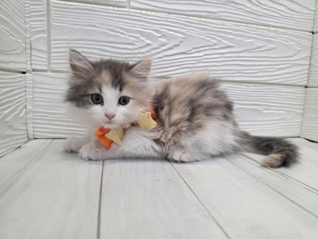 ノルウェージャンフォレストキャットの写真2