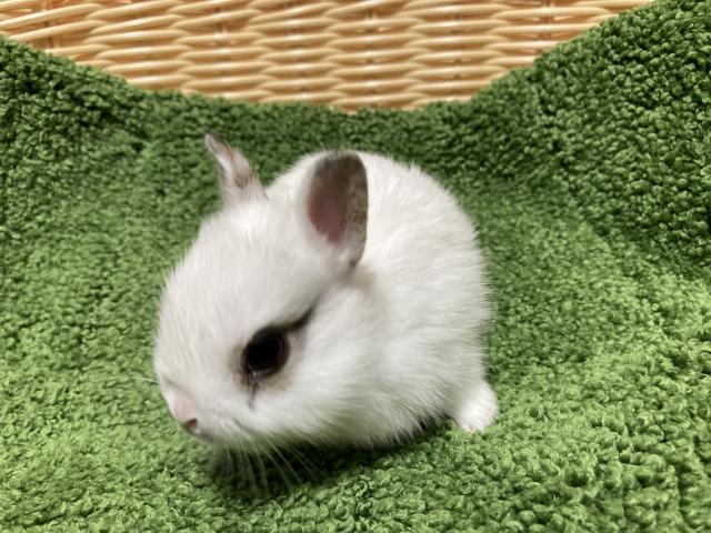 ネザーランドドワーフ
