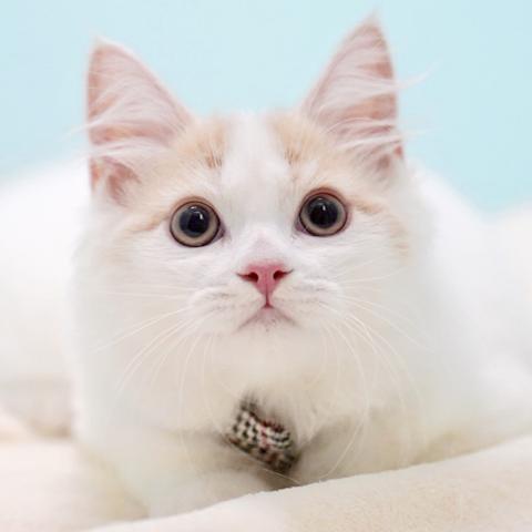 サイベリアンの写真6