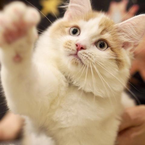 サイベリアンの写真2